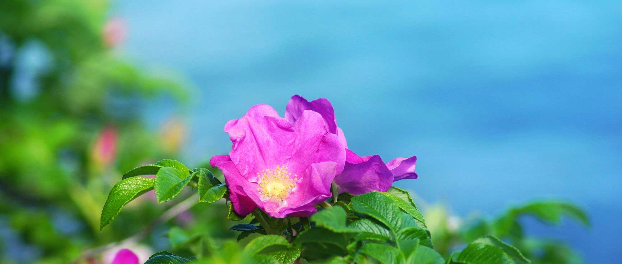 Beste Rosen für mediterranes Klima