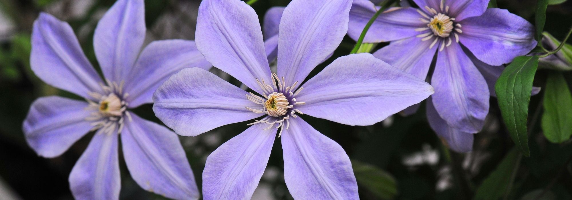 7 blauviolette Italienische Waldreben für den Garten!