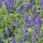 Wie sät man Agastache aus?