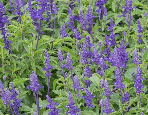 Wie sät man Agastache aus?