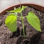 Wie kann man Agastache durch Stecklinge vermehren?