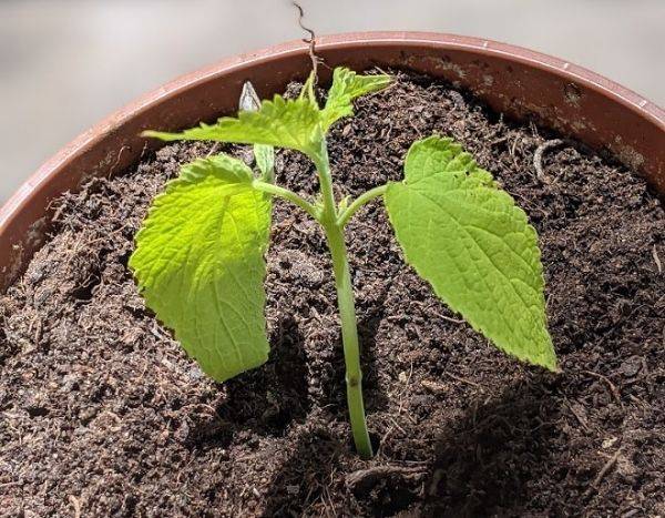 Wie kann man Agastache durch Stecklinge vermehren?