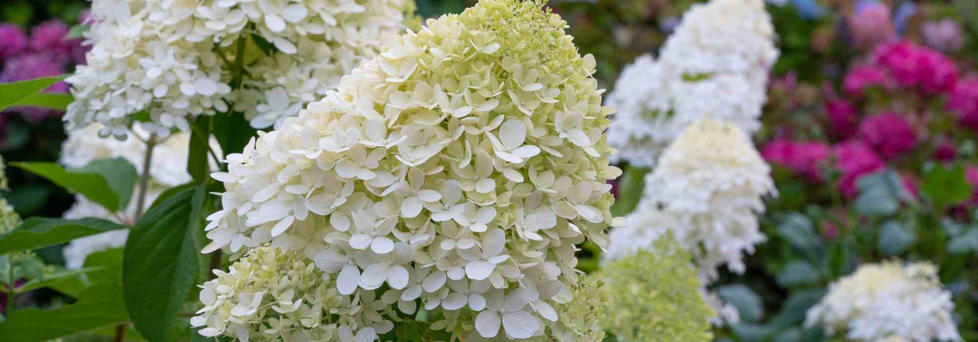Hydrangea paniculata auswählen