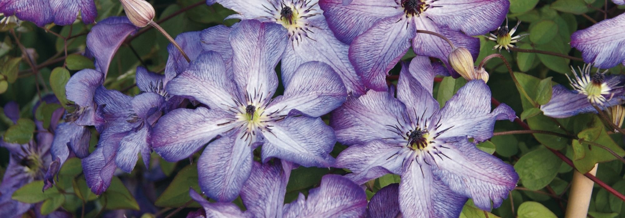 7 violette Italienische Waldreben für den Garten!
