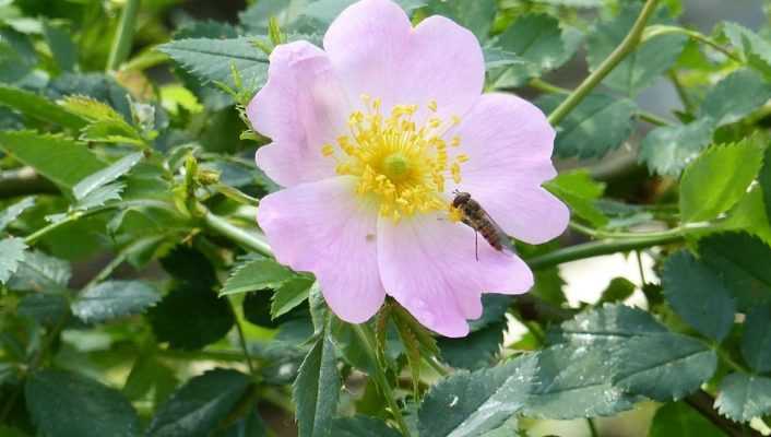 Wie macht man Hagebuttenmarmelade? Von der Ernte bis zum Rezept