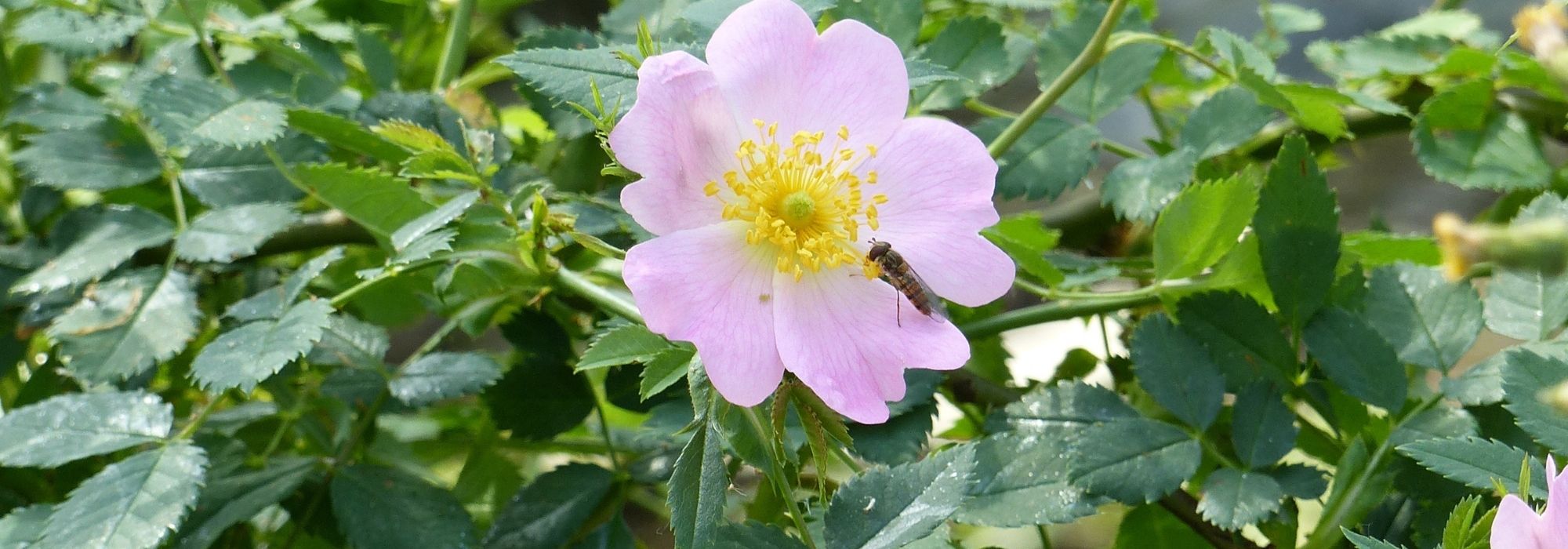 Wie macht man Hagebuttenmarmelade? Von der Ernte bis zum Rezept