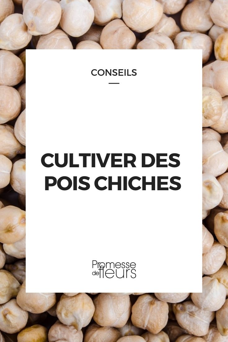 Pois chiche anbauen