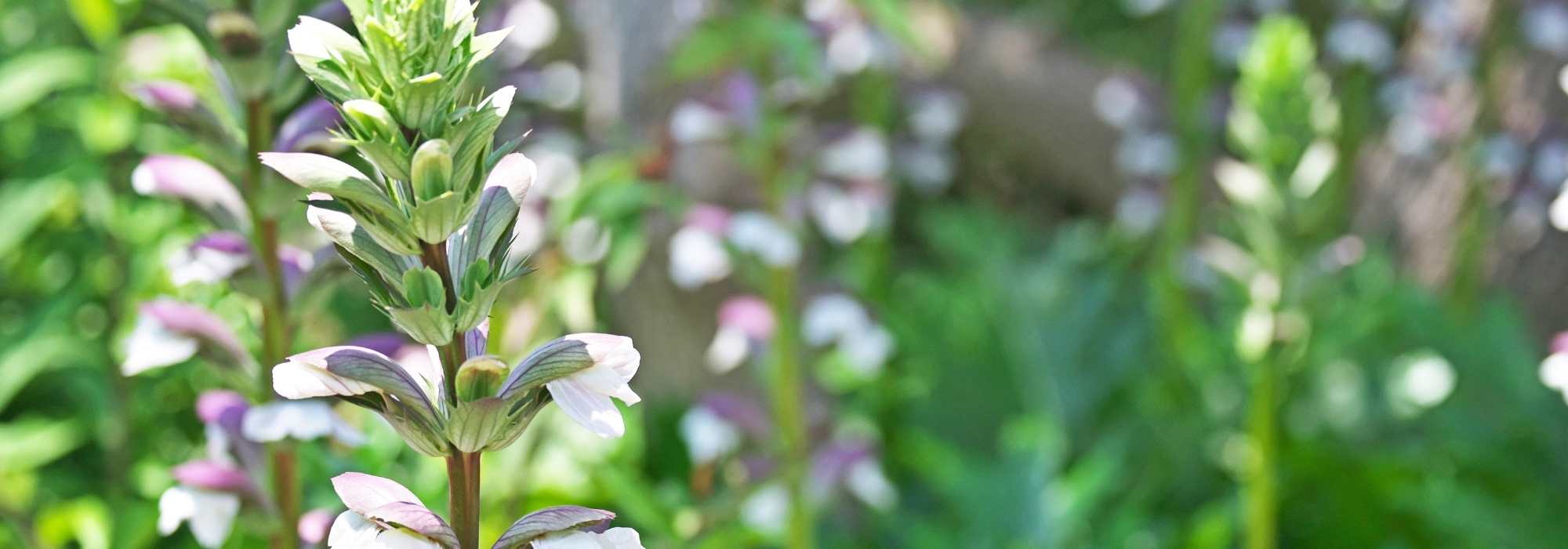 Akanthus kombinieren