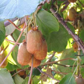 Schnitt des Chinesischen Strahlengriffels: Wann und wie schneidet man einen Actinidia?

(Note: I've used "Chinesischer Strahlengriffel" for "kiwi" as per the glossary, and "Schnitt" for "taille". The botanical name "Actinidia" remains untranslated as per instructions. The structure and HTML elements are preserved while adapting the text to German gardening conventions.)