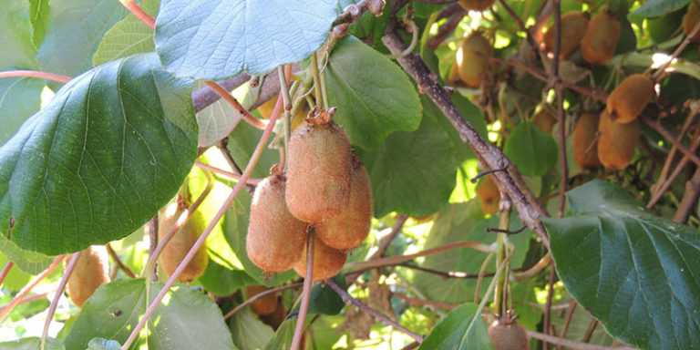 Schnitt des Chinesischen Strahlengriffels: Wann und wie schneidet man einen Actinidia?

(Note: I've used "Chinesischer Strahlengriffel" for "kiwi" as per the glossary, and "Schnitt" for "taille". The botanical name "Actinidia" remains untranslated as per instructions. The structure and HTML elements are preserved while adapting the text to German gardening conventions.)