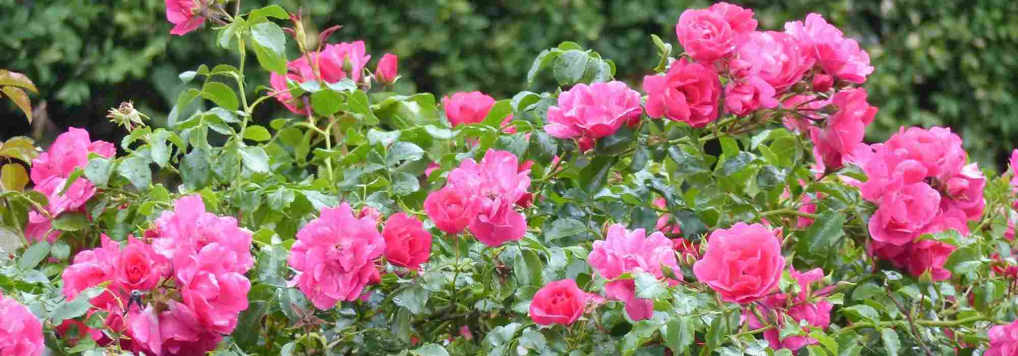 Bodendecker-Rose auswählen?