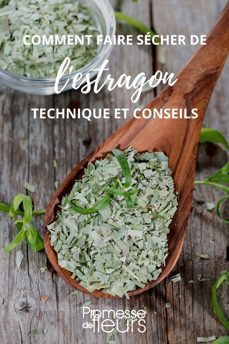 Tutorial: Estragon trocknen