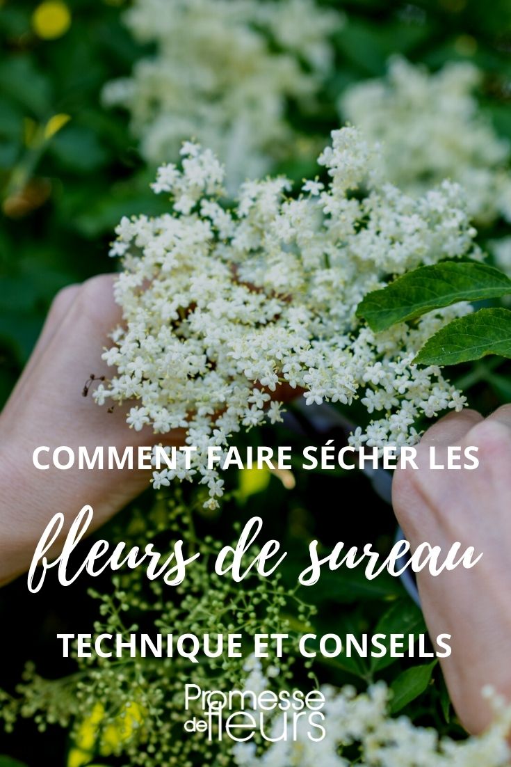Elderblüten trocknen