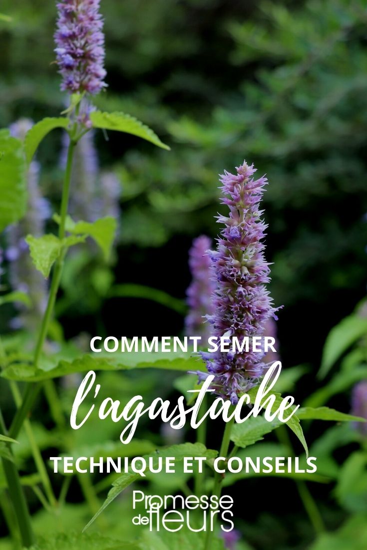 Anleitung zur Aussaat von Agastache
