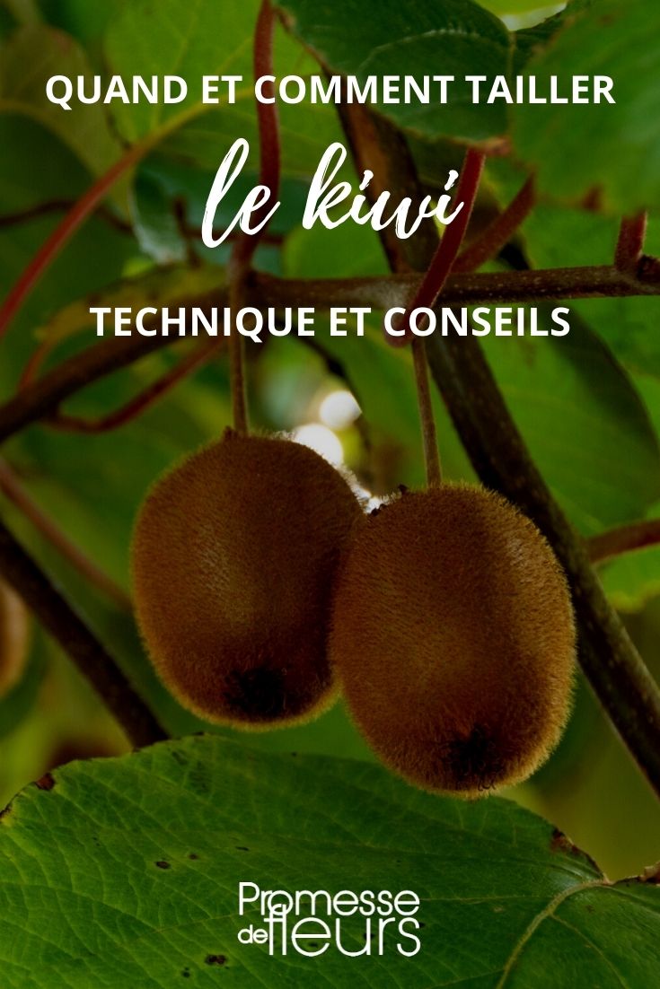 Den Kiwi schneiden
