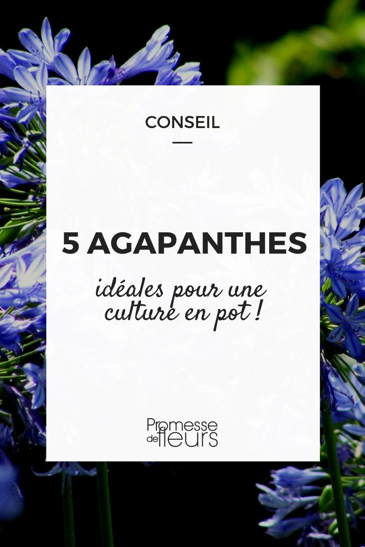 5 Agapanthus für die Kübelkultur