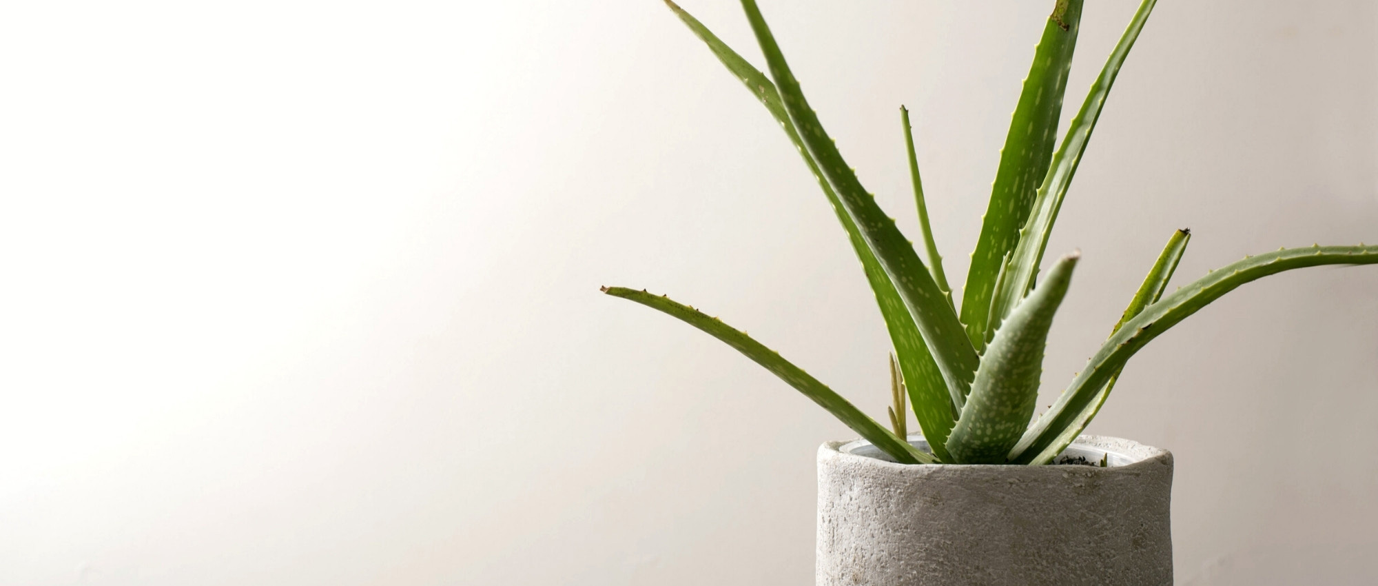 Echte Aloe im Topf kultivieren & pflegen