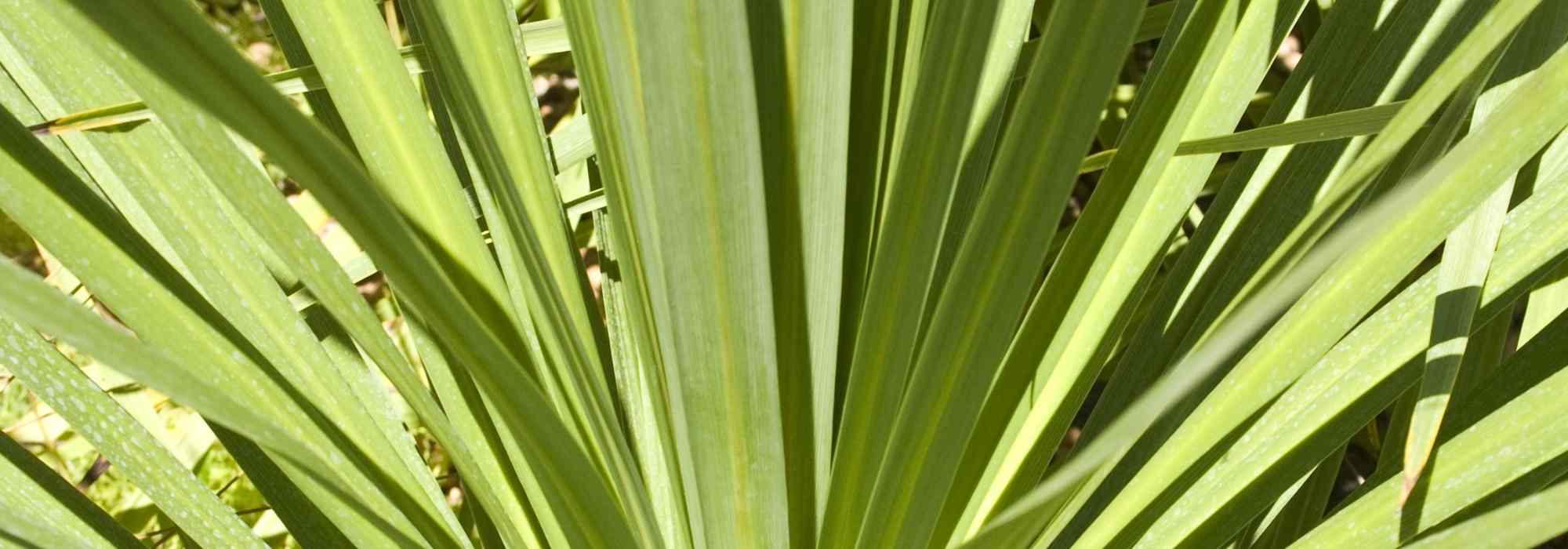 Cordyline auswählen
