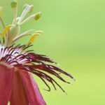 Passionsblume auswählen