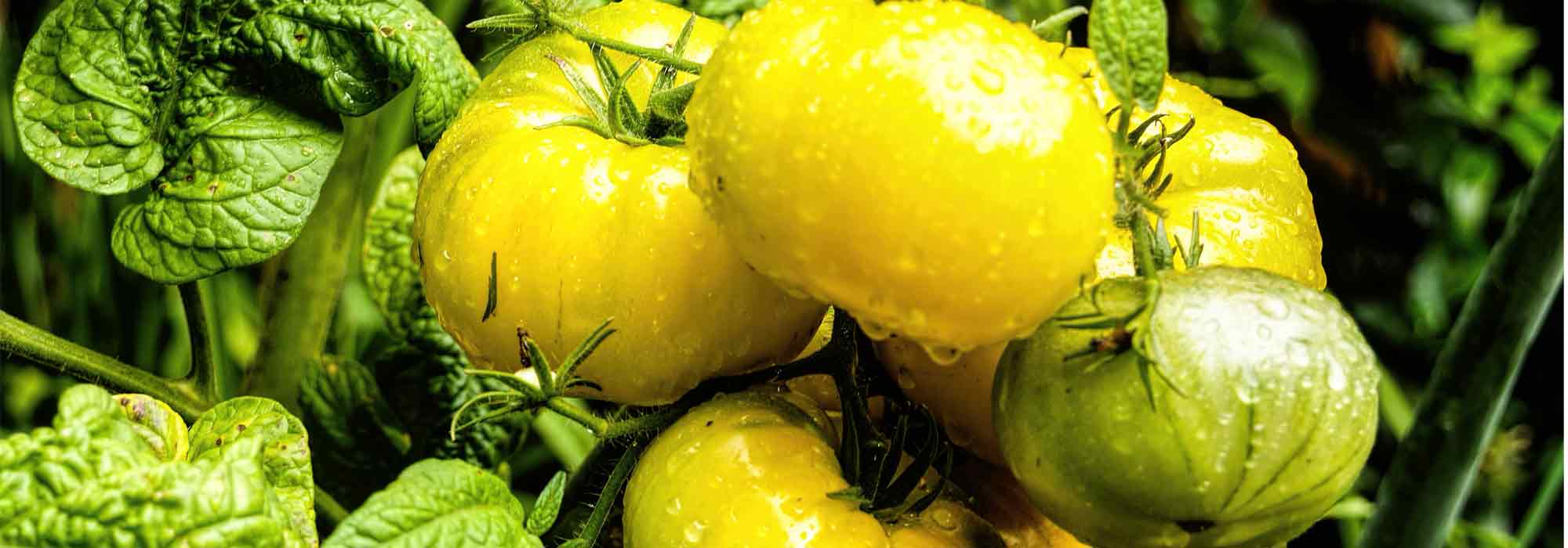 Wie züchtet man eine Tomatensorte?