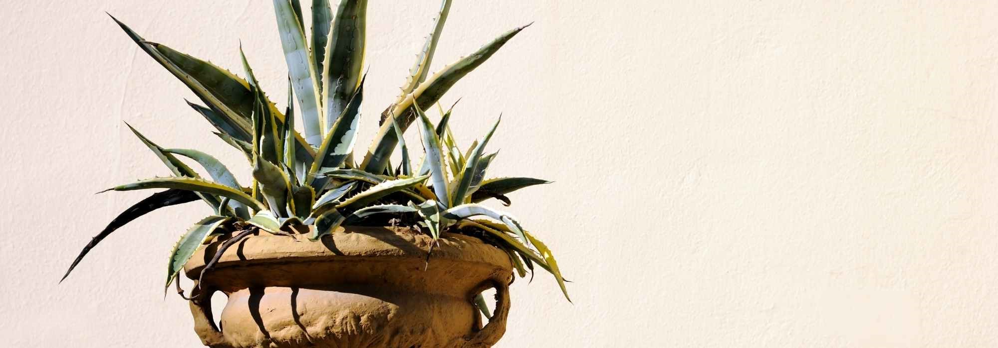 Agave im Topf kultivieren