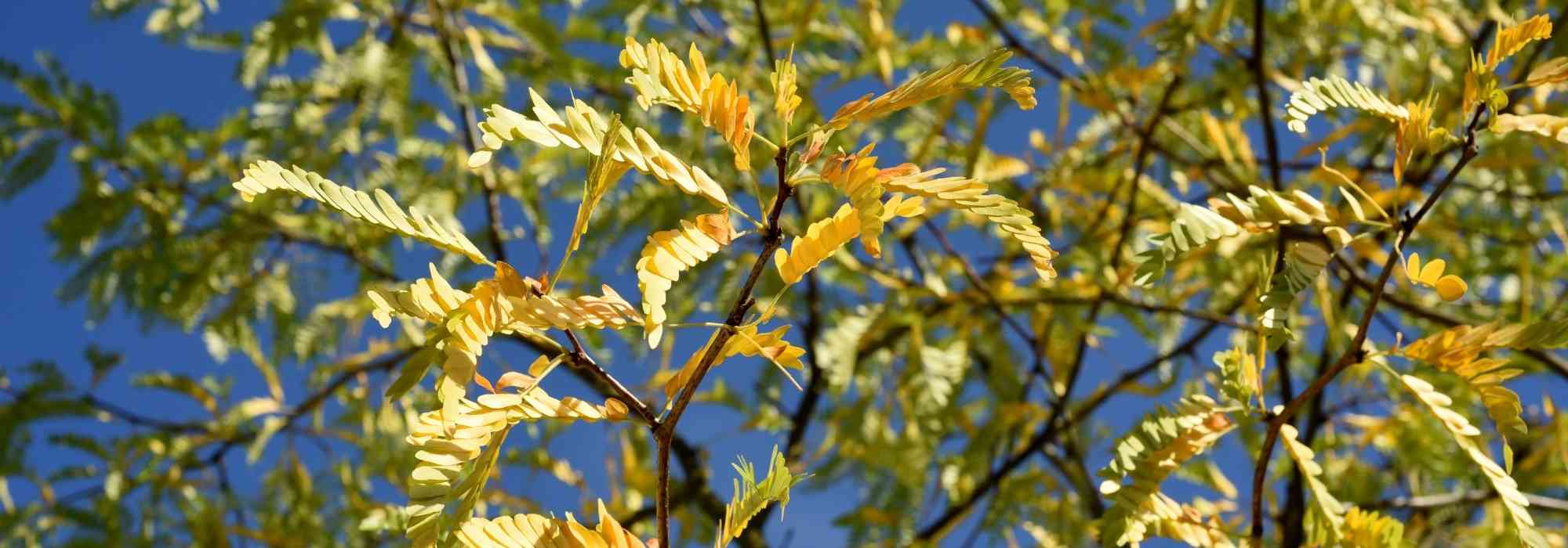 Dreidornen-Gleditschie: Pflanzung und Pflege