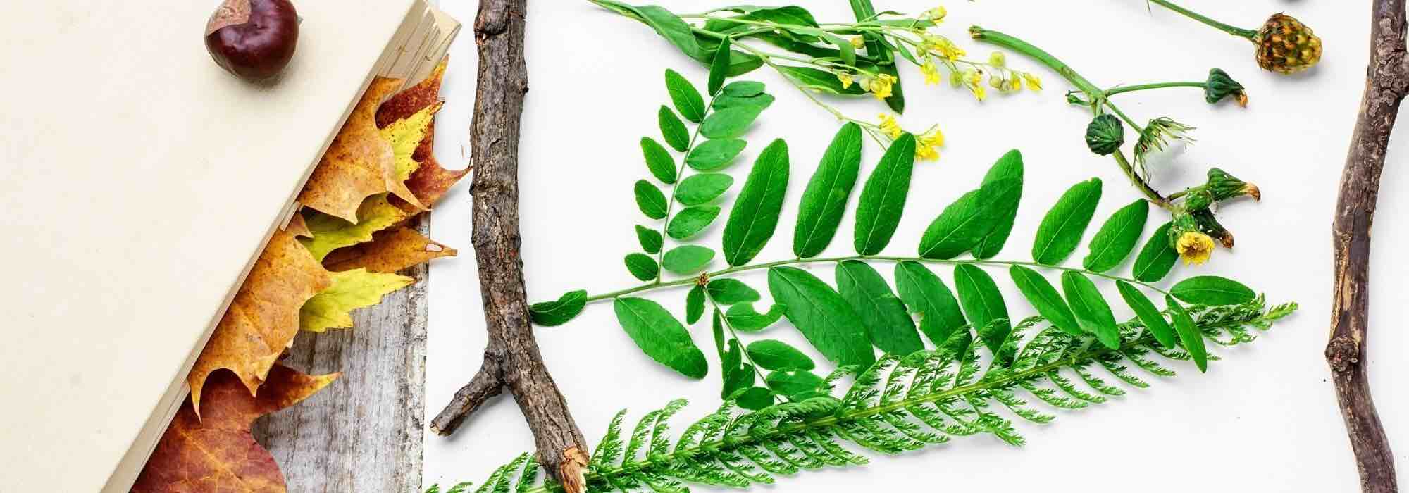 Herbarium mit Kindern anlegen?