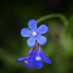 Ochsenzunge, Anchusa: 5 Kombi-Ideen