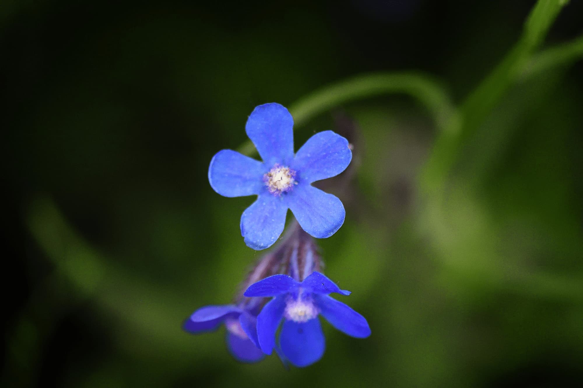 Ochsenzunge, Anchusa: 5 Kombi-Ideen