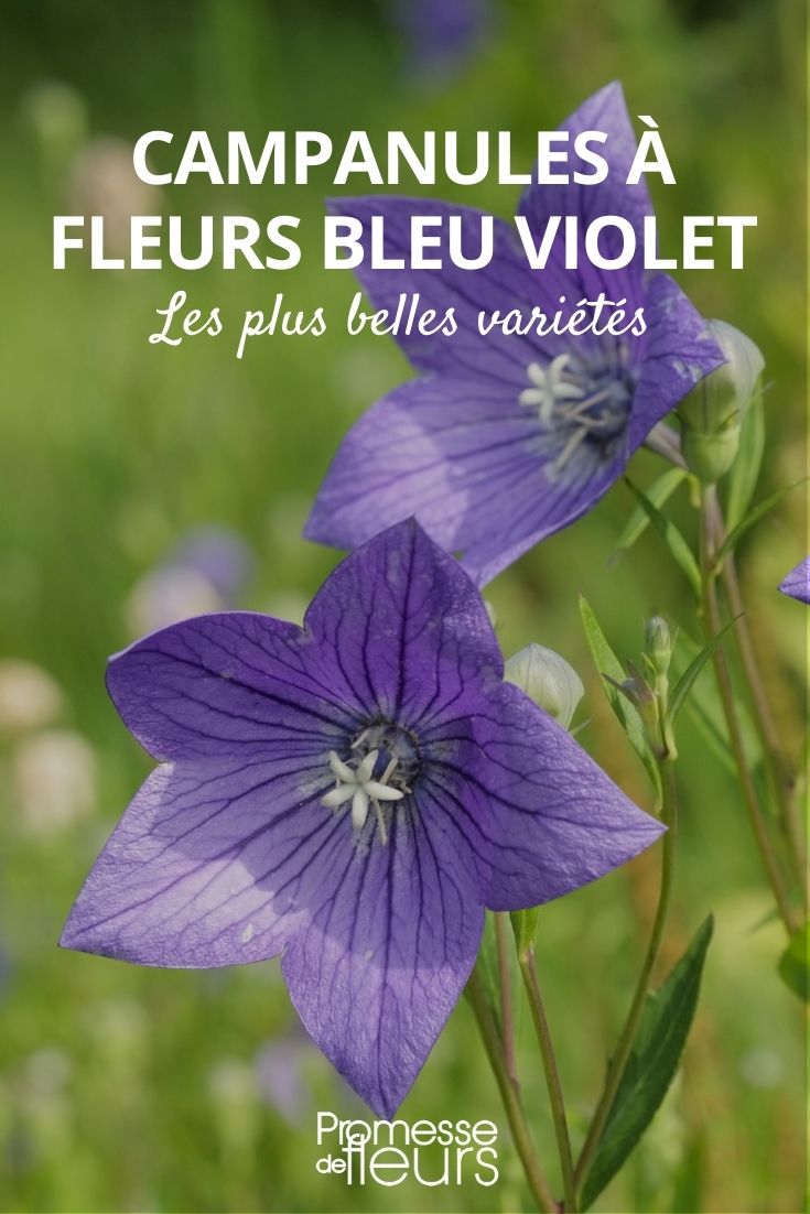 Blaue Glockenblume: Unsere 6 Lieblingssorten