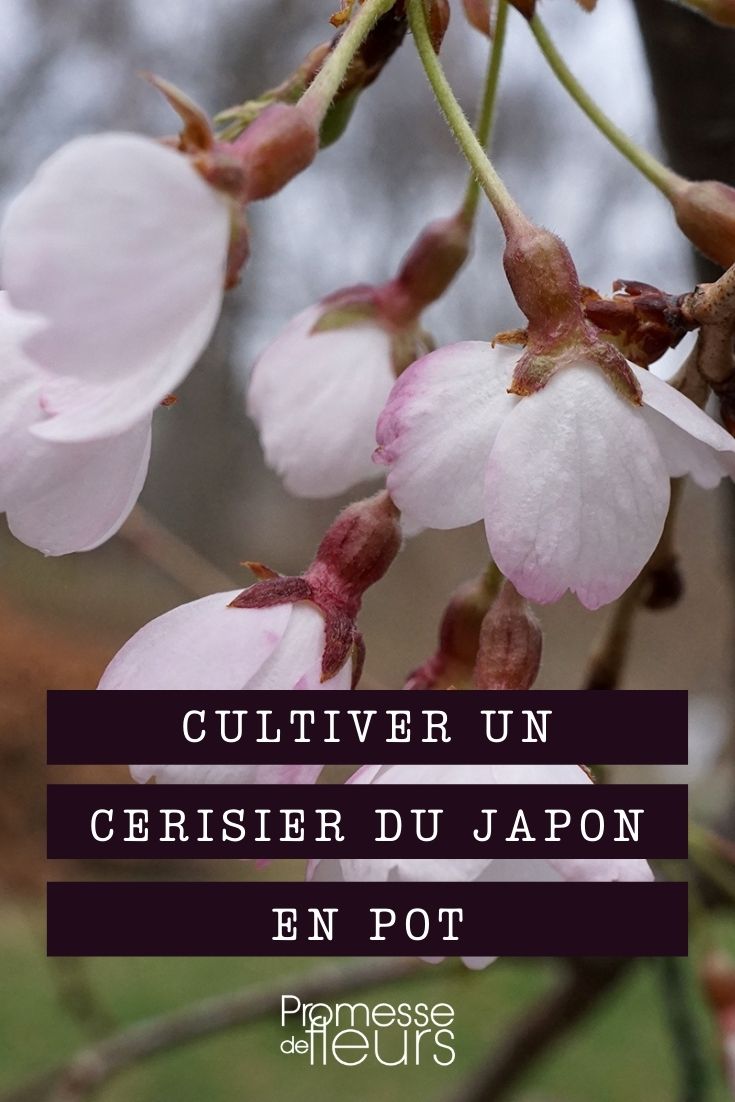 Einen japanischen Zierkirschbaum im Topf kultivieren