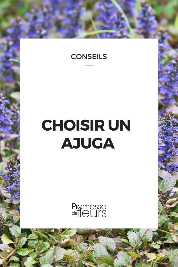 Ajuga: Kaufberatung