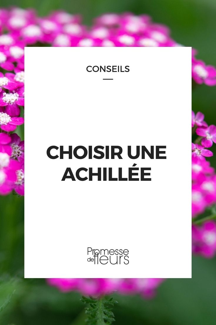 Achillea: Kaufratgeber