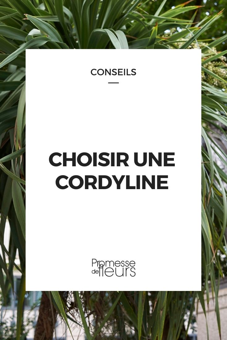 Cordyline: Kaufratgeber
