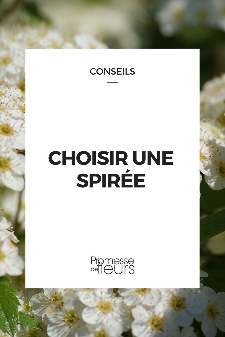 Eine Spirea auswählen