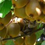 Kiwi und Zwergkiwi unterscheiden?