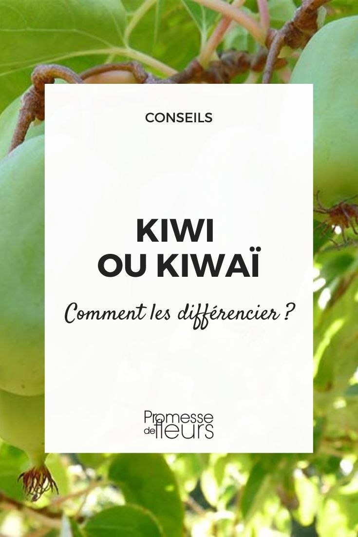 Kiwi oder Kawai, die Unterschiede