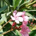 Krankheiten und Parasiten des Oleanders