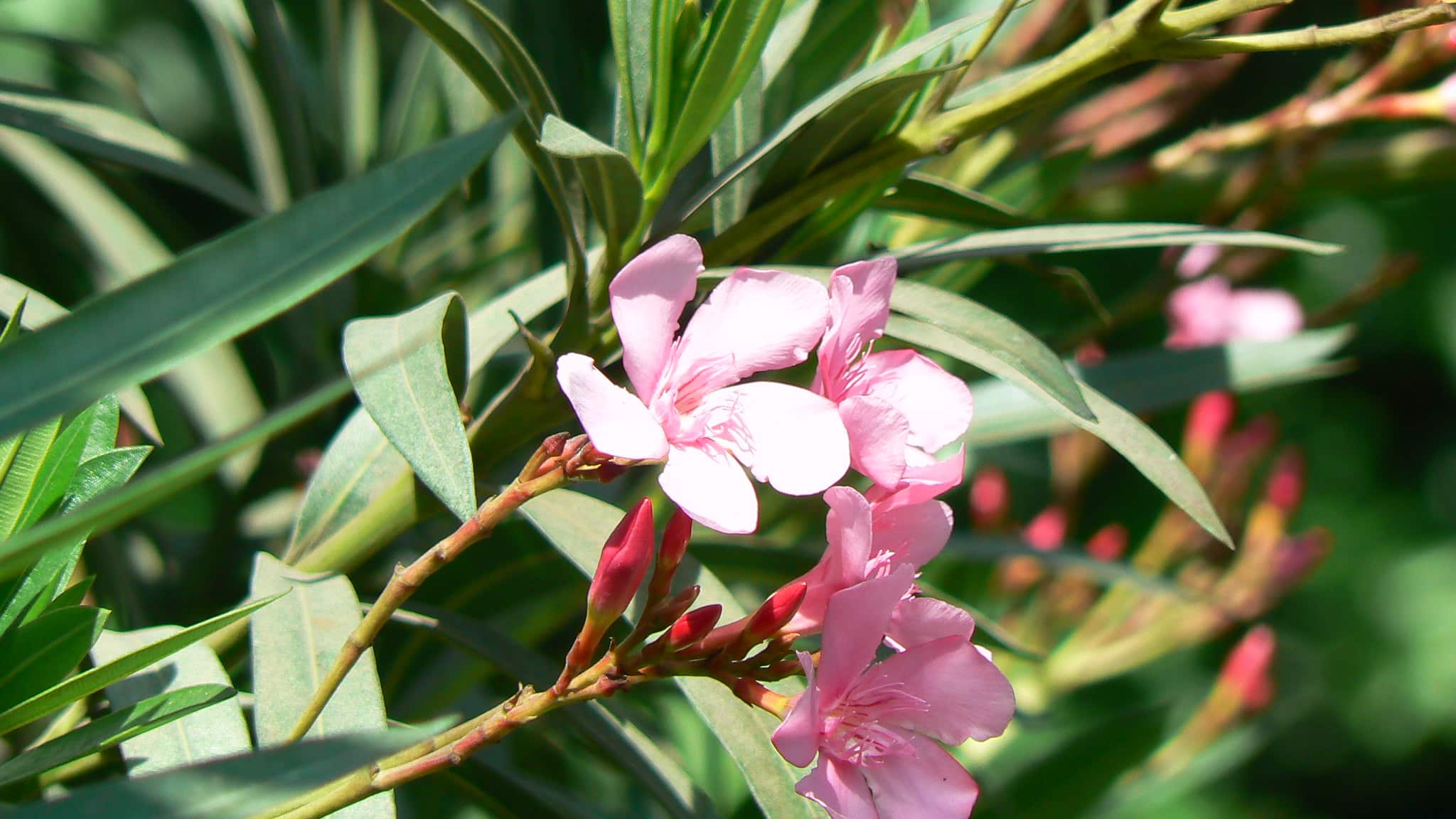 Krankheiten und Parasiten des Oleanders