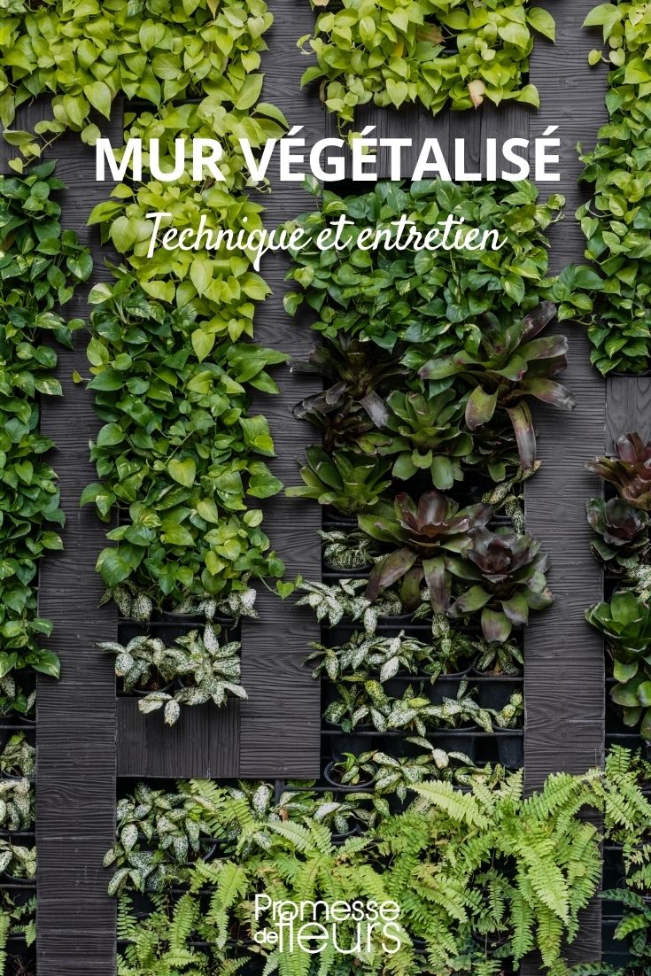 Vertikaler Garten: Technik und Pflege