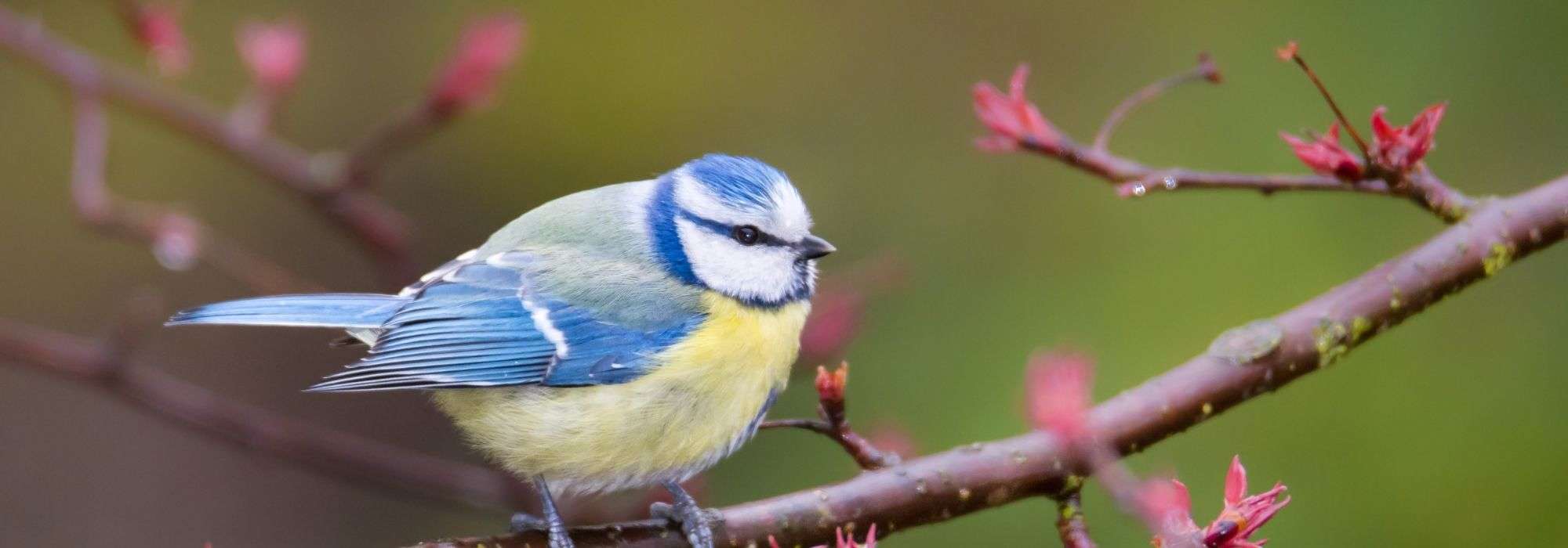 Vögel auf den Balkon locken?