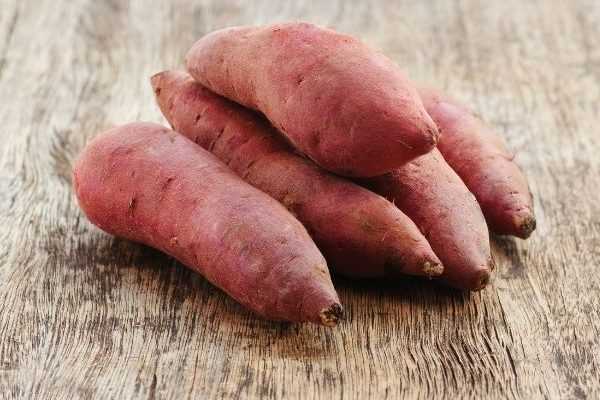 Minimotten von Süßkartoffeln pflanzen