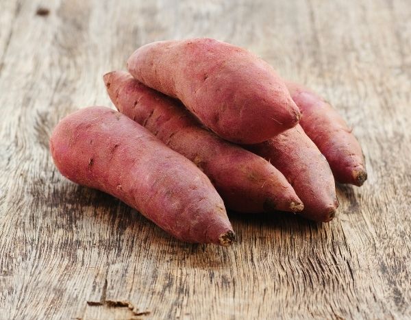 Minimotten von Süßkartoffeln pflanzen