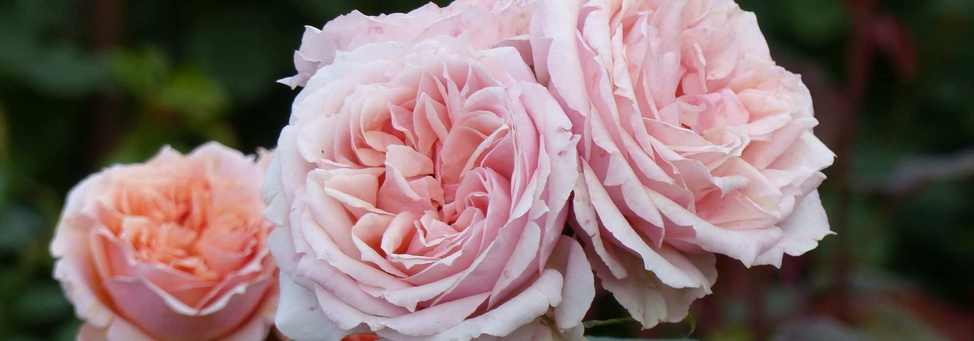 Die schönsten Guillot-Rosen