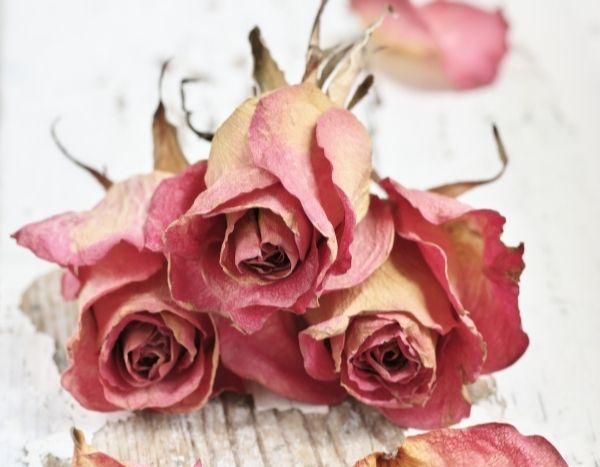 Wie trocknet man Rosen?