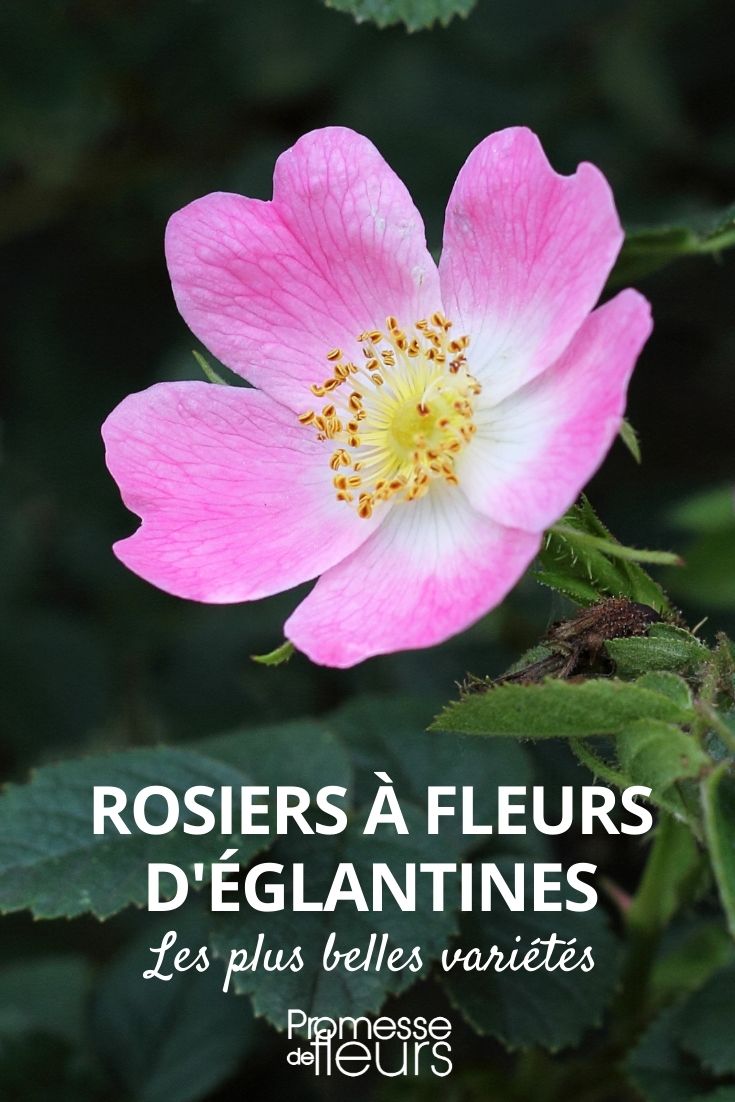 Rosen mit einfachen Blüten