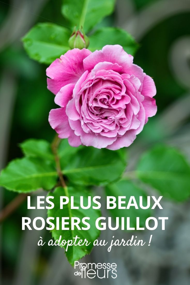 Auswahl an Guillot-Rosen