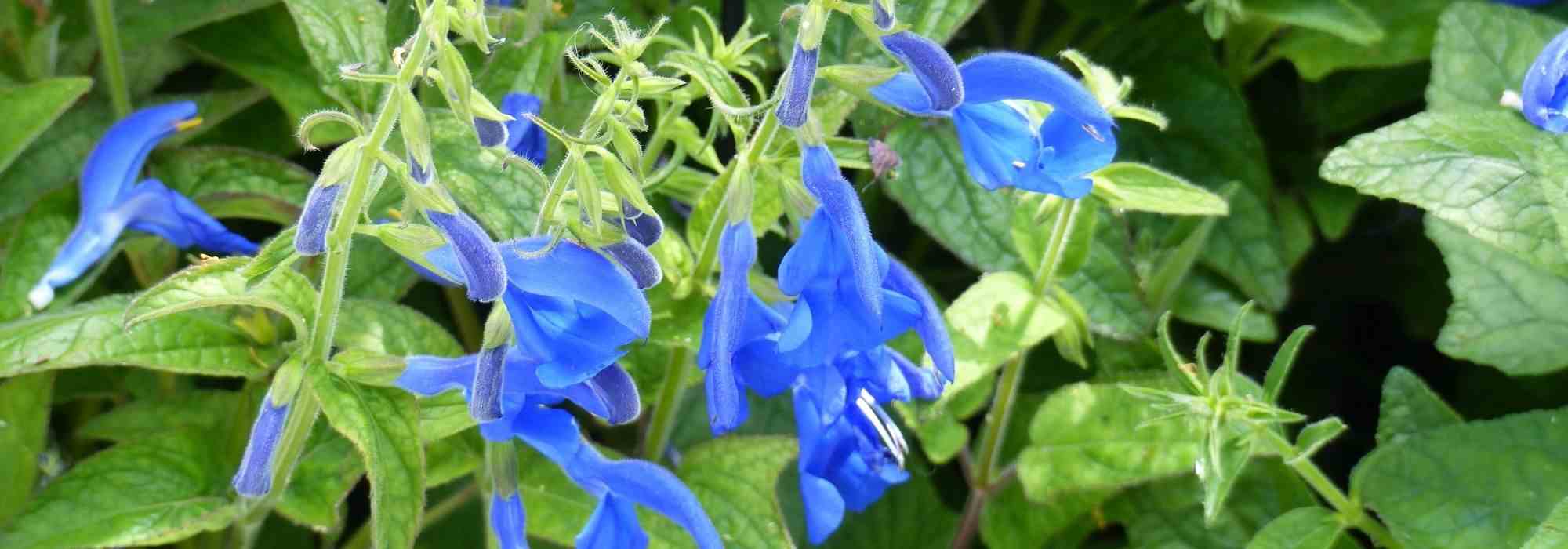 7 Mehliger Salbei für den Garten