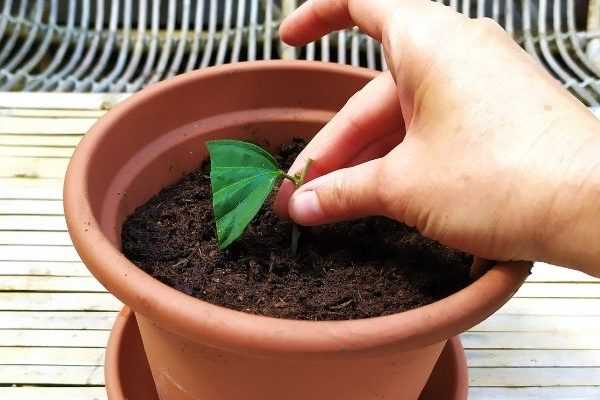 Wie macht man einen Steckling vom Strauchhibiskus?
