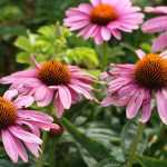 10 Stauden mit Spätsommerblüte